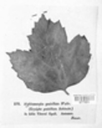 Erysiphe penicillata image